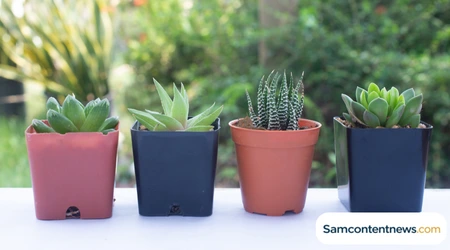 low-maintenance-indoor-plants-1 Top low maintenance indoor plants